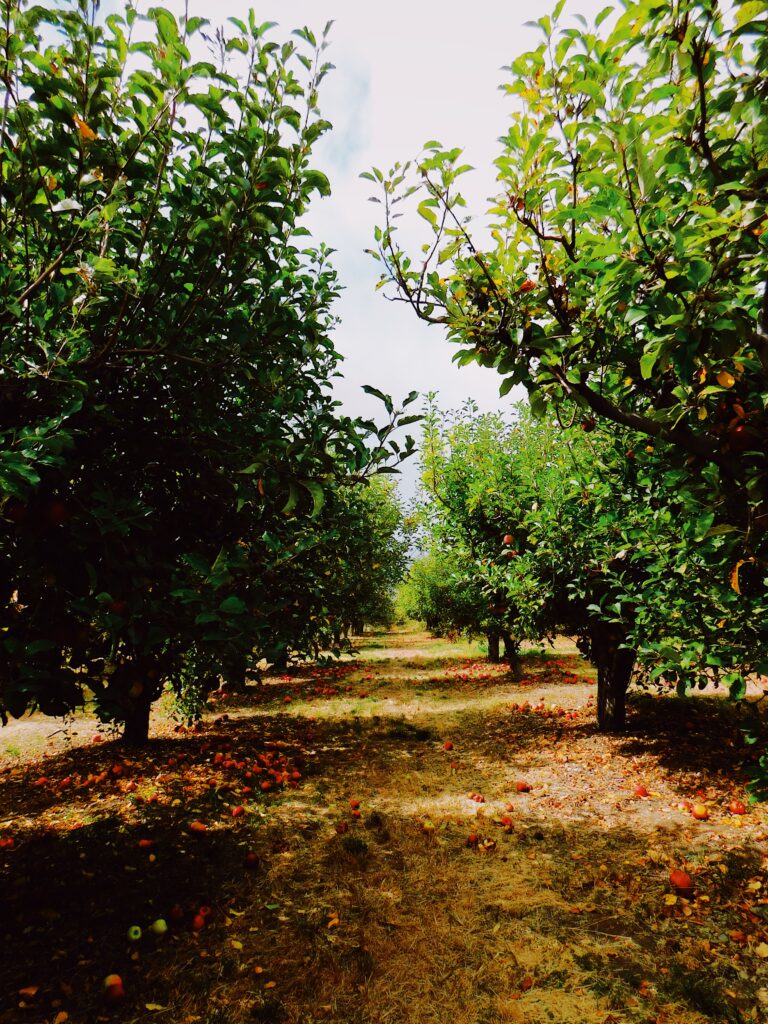 apple orchards apple picking oak glen 