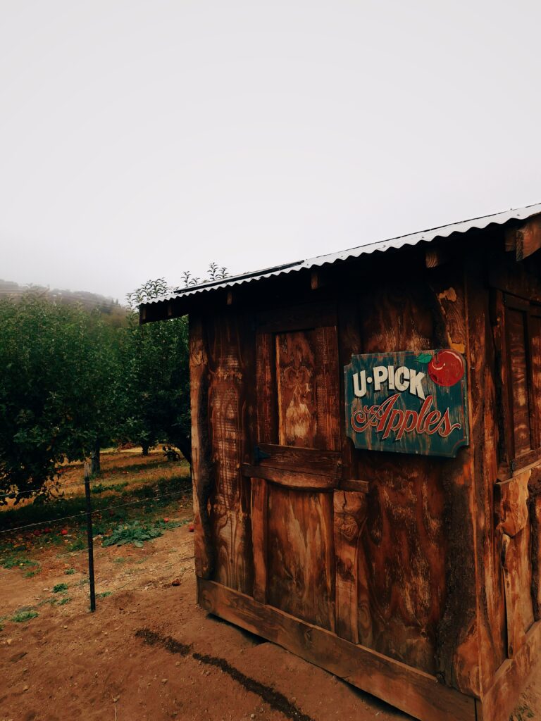 Upick apples Oak glen california