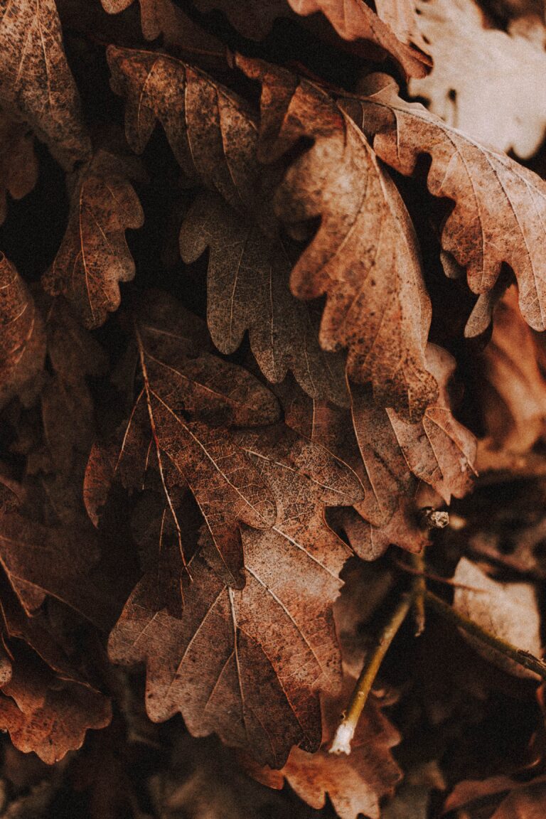 Oak Glen California Fall Autumn