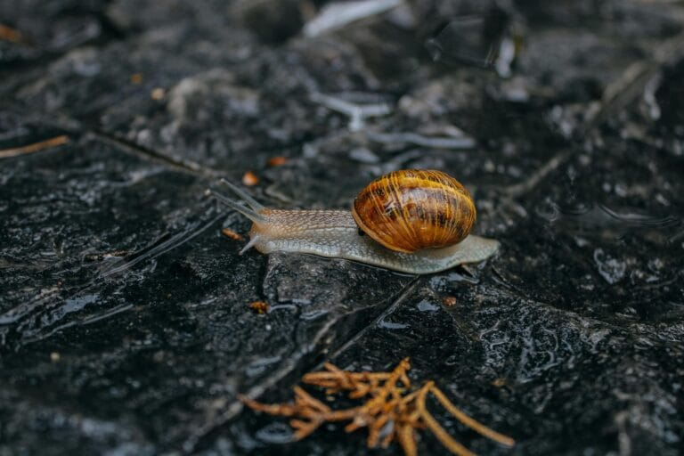 Wait for It: Life Moves Differently and Slowly Here