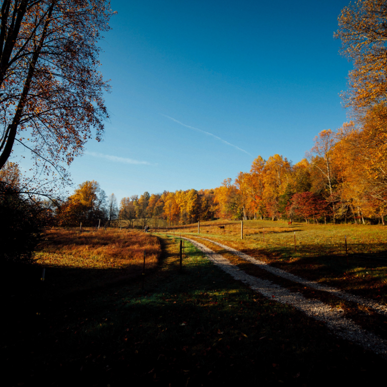Fall field